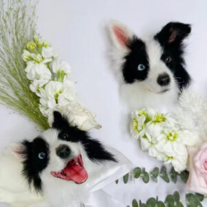 Pet gift customization